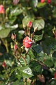 BUGA Schwerin   129
